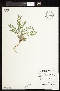 Astragalus lotiflorus image