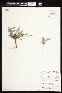 Astragalus lotiflorus image