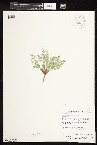 Astragalus lotiflorus image