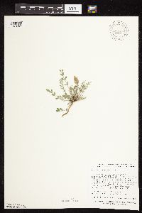 Astragalus lotiflorus image