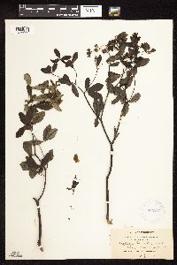 Baptisia lactea image