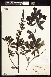 Baptisia lactea image
