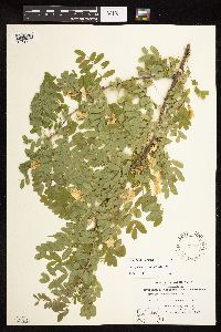 Caragana arborescens image