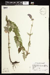 Image Associated With the Occurrence