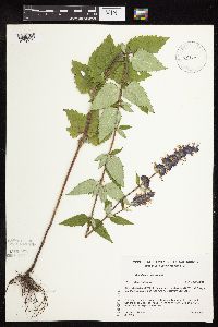 Image Associated With the Occurrence