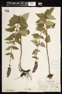 Image Associated With the Occurrence