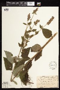 Image Associated With the Occurrence