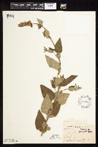 Image Associated With the Occurrence