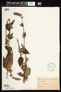 Image Associated With the Occurrence