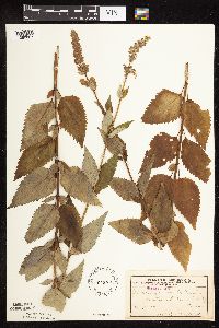 Image Associated With the Occurrence