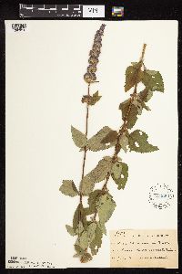 Image Associated With the Occurrence