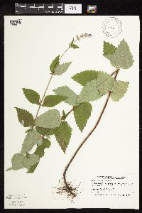 Image Associated With the Occurrence