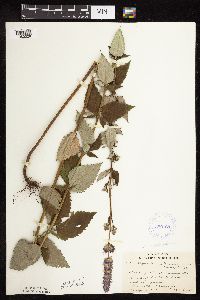 Image Associated With the Occurrence