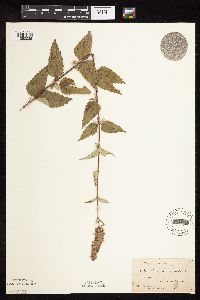 Image Associated With the Occurrence