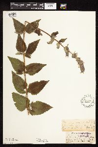 Image Associated With the Occurrence