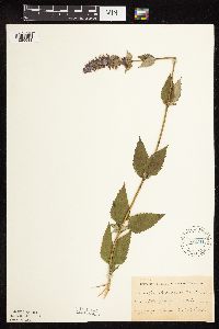 Image Associated With the Occurrence