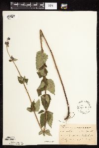 Image Associated With the Occurrence