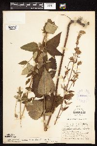 Image Associated With the Occurrence