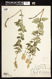 Image Associated With the Occurrence