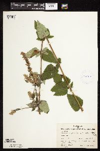 Image Associated With the Occurrence