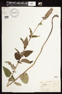 Image Associated With the Occurrence