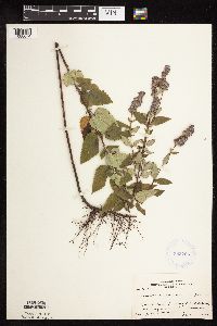 Image Associated With the Occurrence