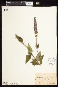 Image Associated With the Occurrence