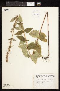 Image Associated With the Occurrence