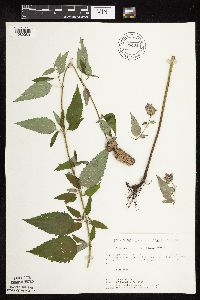 Agastache foeniculum image