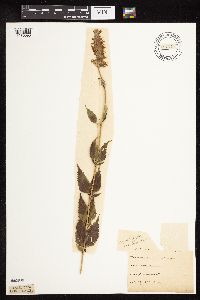 Image Associated With the Occurrence