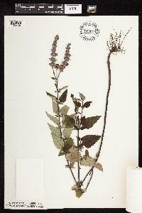 Agastache foeniculum image