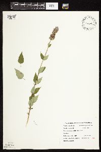 Image Associated With the Occurrence