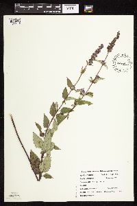 Image Associated With the Occurrence