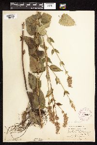 Image Associated With the Occurrence