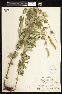 Image Associated With the Occurrence