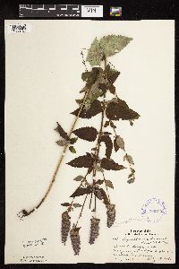 Image Associated With the Occurrence