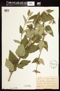 Image Associated With the Occurrence