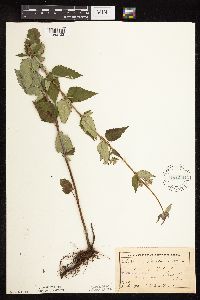 Image Associated With the Occurrence