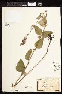 Image Associated With the Occurrence