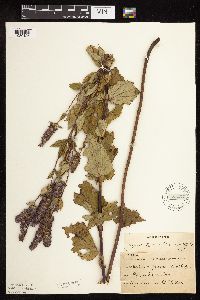 Image Associated With the Occurrence