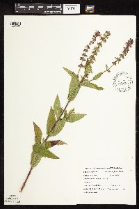 Image Associated With the Occurrence