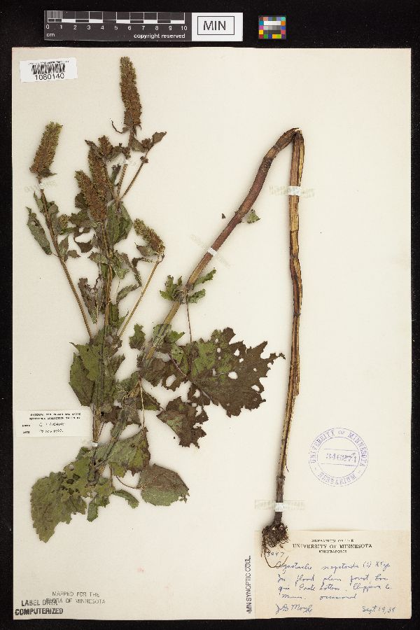 Agastache nepetoides image