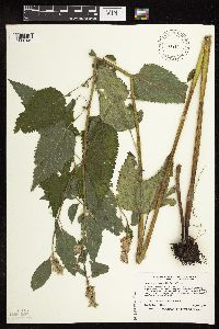 Agastache scrophulariifolia image