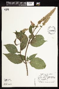 Agastache scrophulariifolia image