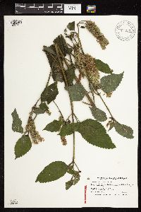 Agastache scrophulariifolia image