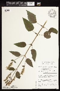 Agastache scrophulariifolia image