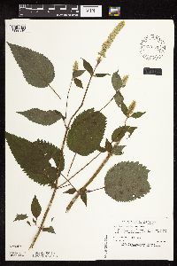 Agastache scrophulariifolia image