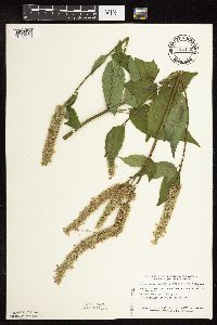 Agastache scrophulariifolia image