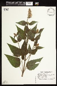 Agastache scrophulariifolia image