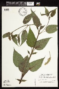 Agastache scrophulariifolia image